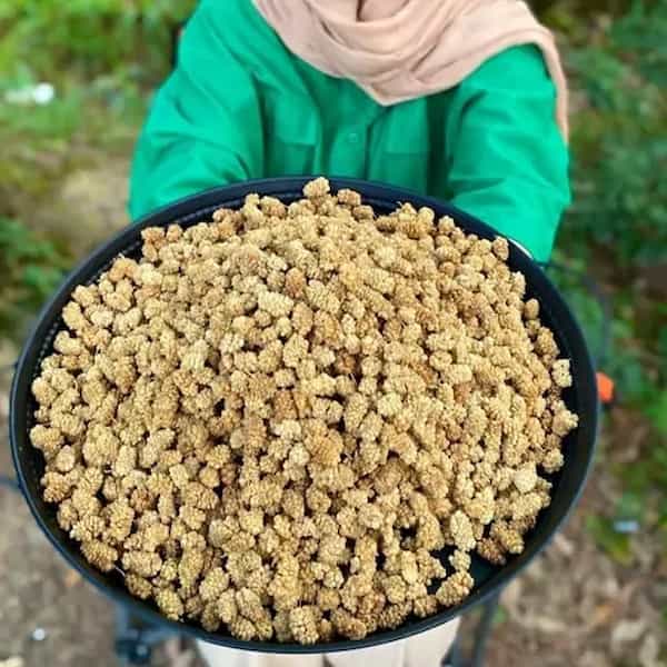 تصویر 3 از قیمت خرید توت خشک عمده + فروش ویژه